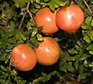 Desertnyi Pomegranate